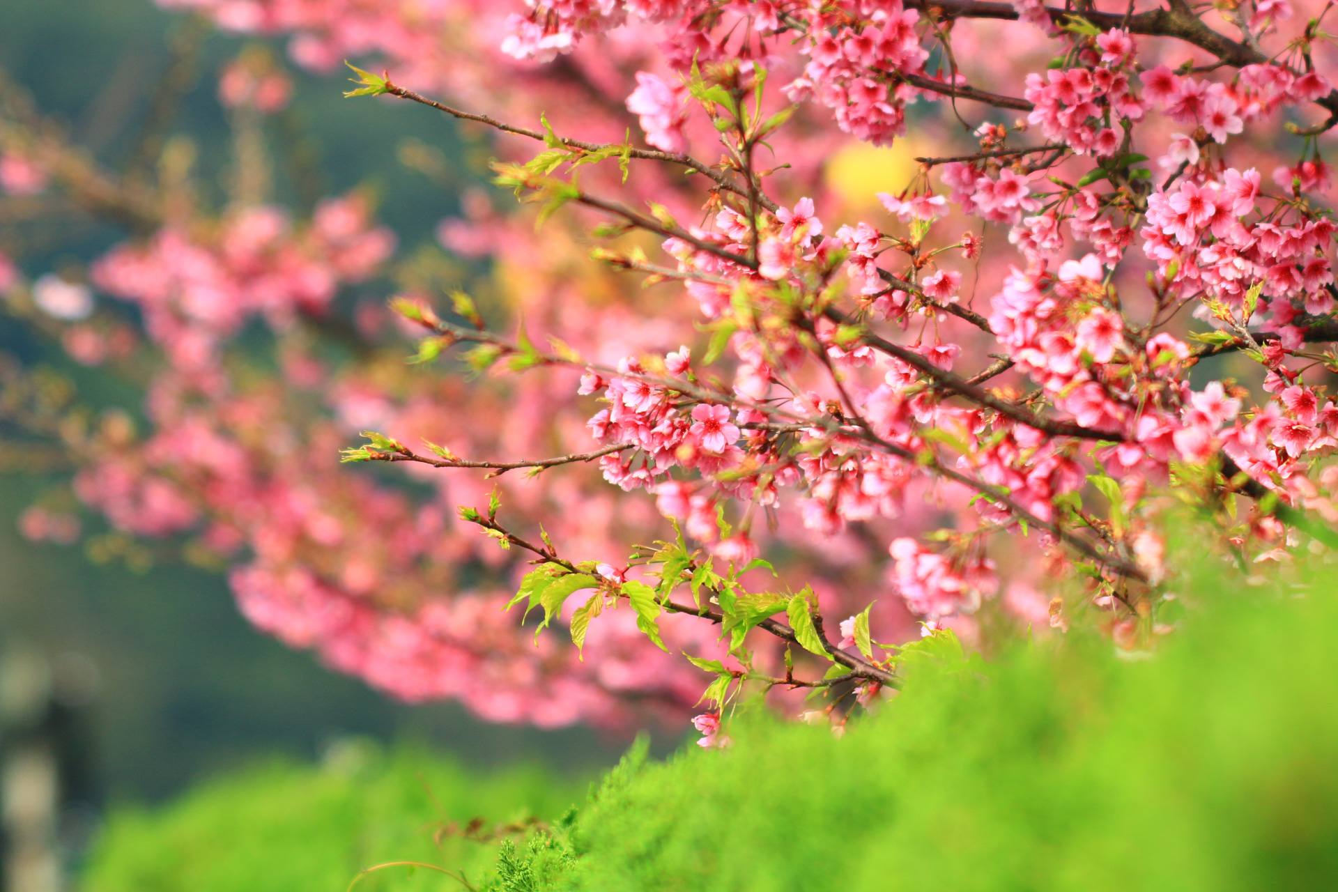 櫻花