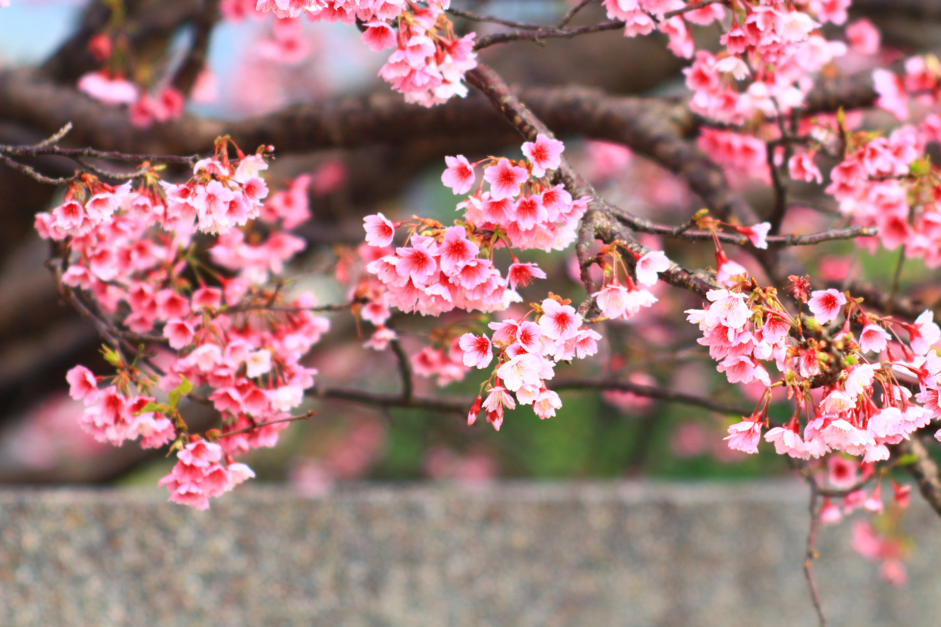 櫻花