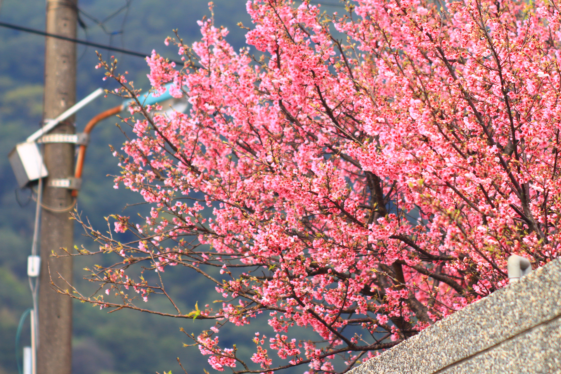 櫻花