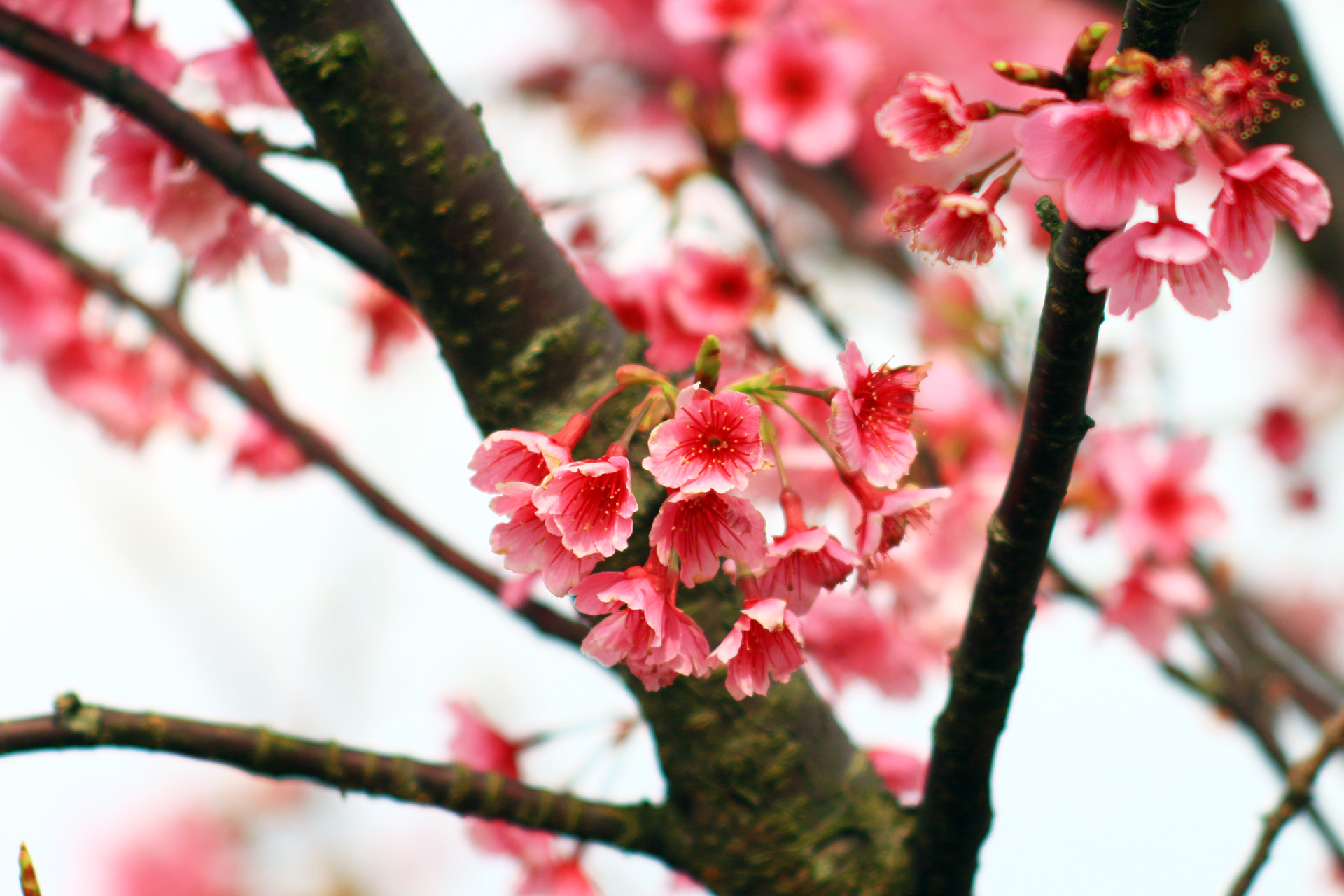 櫻花